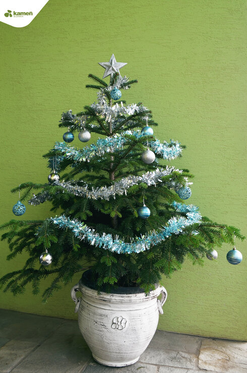 Vianočný stromček v amfore